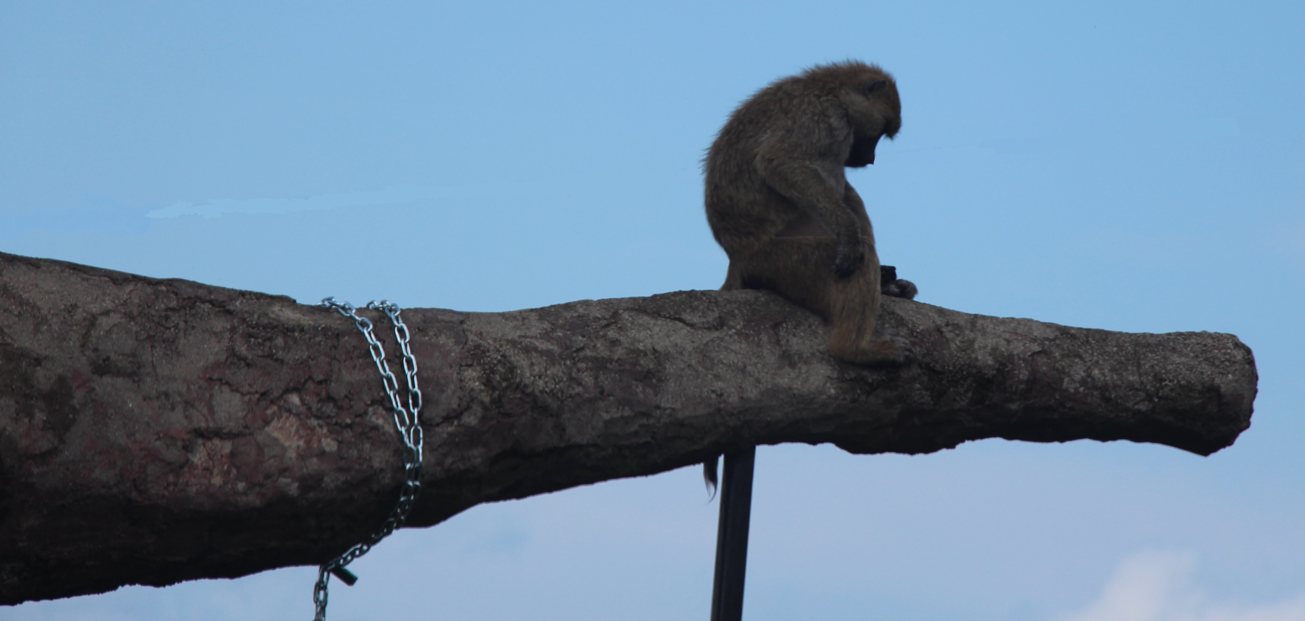 Monkey on the edge of a limb