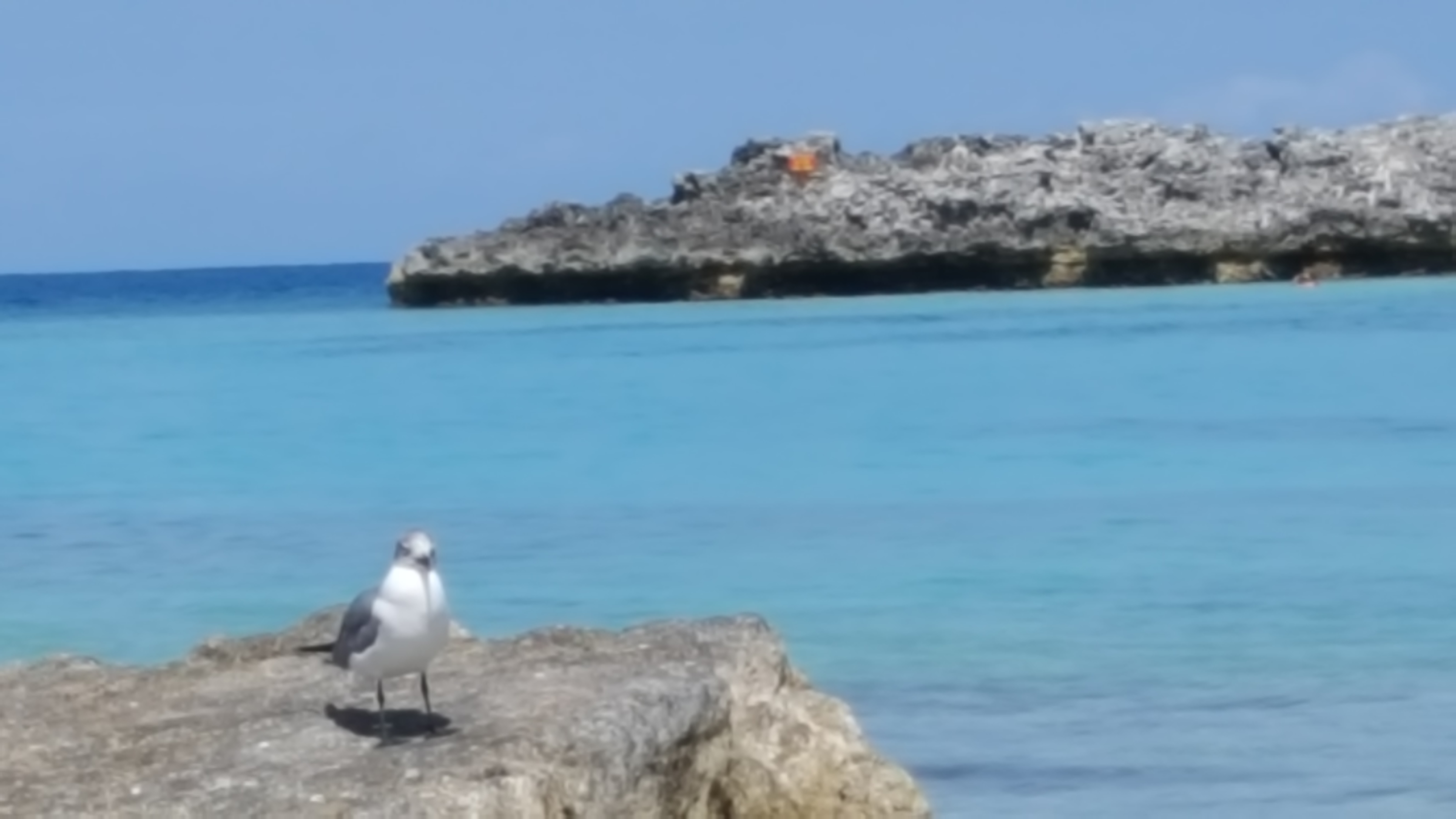 Bird alone on a rock Tide coming in